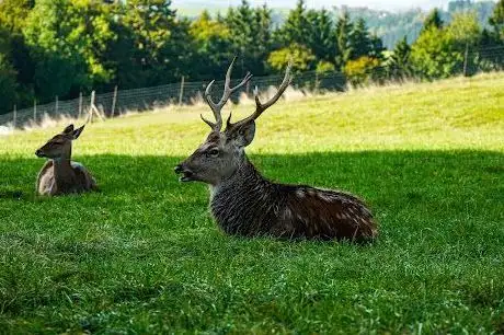 Photo of Tierpark Altenfelden