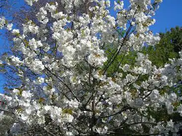 Photo de Square Leo Malet