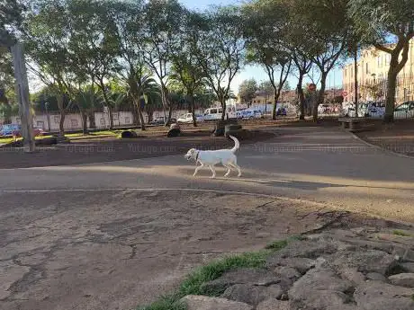 Photo de Parque Perros San Benito