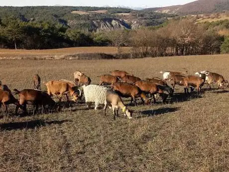 Photo de Ferme du coq à l'âne