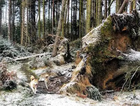 Photo de Slaley Forest  Car Park