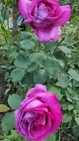 Photo de KGV