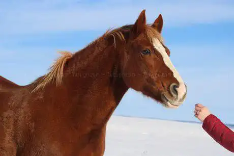 Photo de F E P De Chantaigut