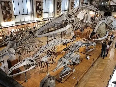 Photo de Muséum National d'Histoire Naturelle