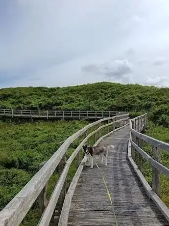 Photo de Sentier Découverte De La Dune Parabolique