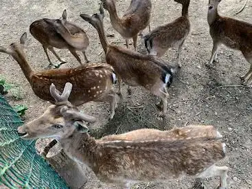 Photo de Wildgehege
