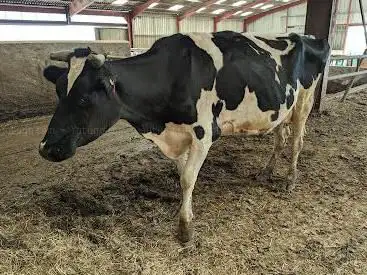 Photo de FERME DU PICHET
