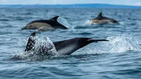 Photo de Devon Sea Safari