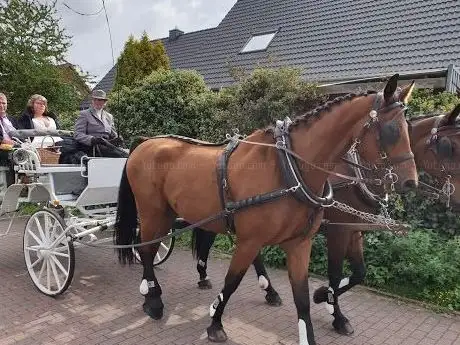 Photo de s-f-s Fahrsport