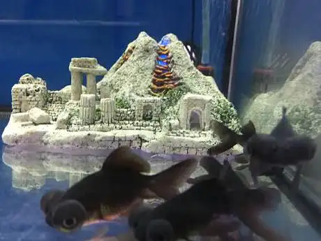 Photo de Tienda animales DonCan