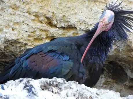 Photo de Mirador de Aves Ibis Eremita