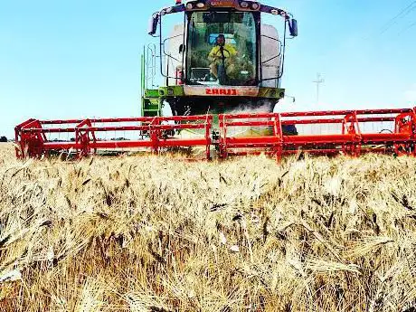 Photo de Azienda agricola Iannelli Sante