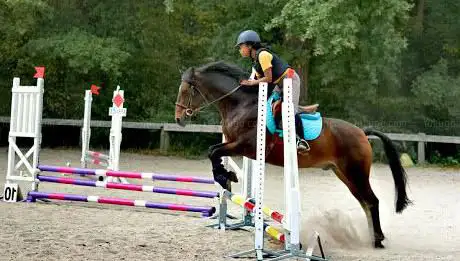 Photo de Centre Equestre Bois Fleuri