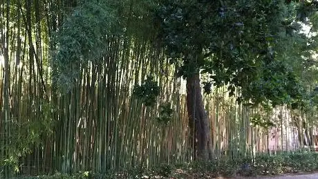 Photo de Bambu Bahçesi