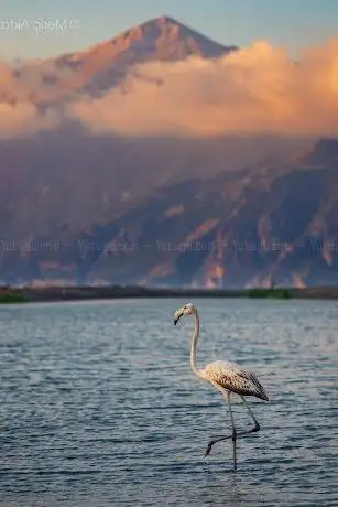 Photo de Milleyha Sulak Alanı