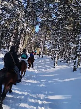 Photo of Chevaux de la Tramontane