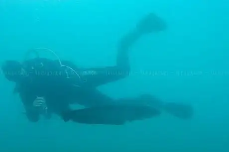 Photo de Diving Bled