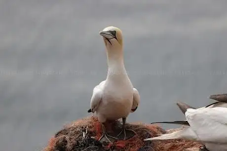 Photo de Vogelwarte Helgoland