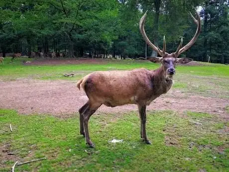 Photo de Wildpark Kaiserslautern