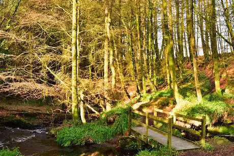 Ballymoyer Woodland