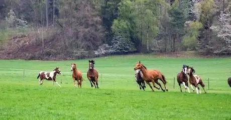Photo de Freizeitreiter Birkenhof