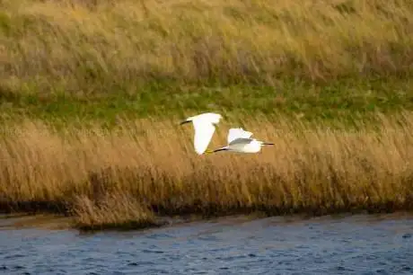 Photo de RSPB Hollesley Marshes