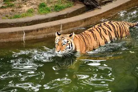 Photo de Parc zoologique national de Washington
