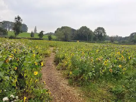 Photo de Sunflower Field Portglenone