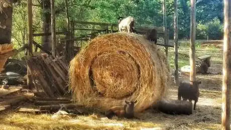 Photo de Fattoria degli animali Momigliano