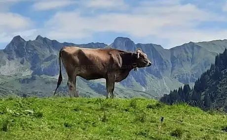 Photo de Haspelwaldmändle