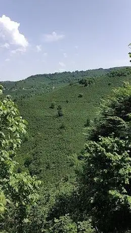 Photo of Opsamı Fındık Bahçeleri