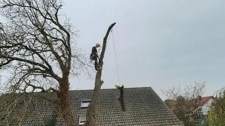 Photo de Johannes Buck Baum- und Heckenschnitt