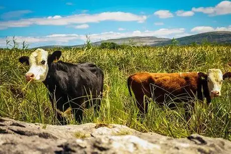 Photo de Burren Farm Experience