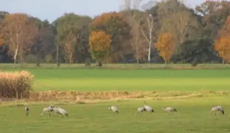 Photo de Vogelbeobachtungsplatz Uchter Moor