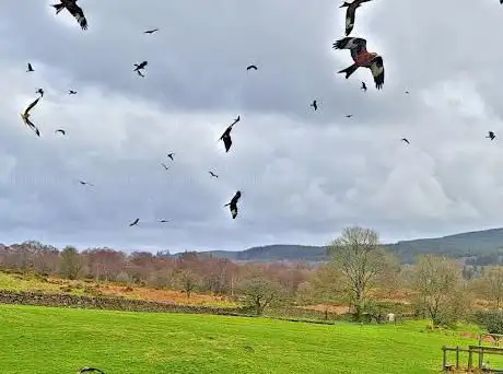 Photo de Red Kite Centre Laurieston