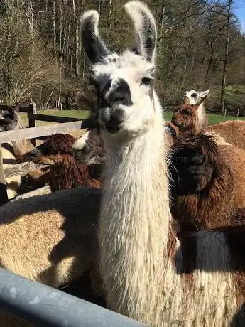 Photo de Les Lamas et alpagas de Lafayette