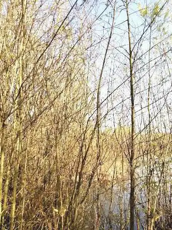 Photo de Etang de la Tuilerie