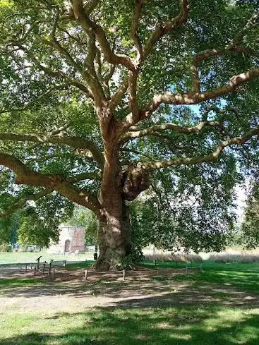 Photo de Platanes remarquables