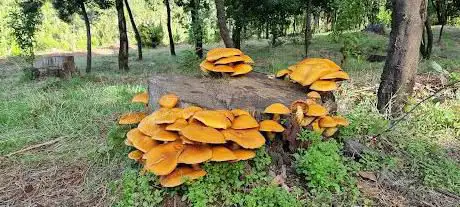Photo de Pista Las Goteras