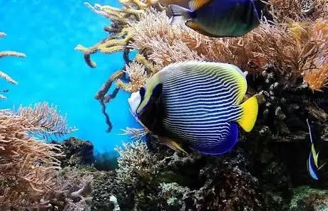Photo de S.P-Aquaristik