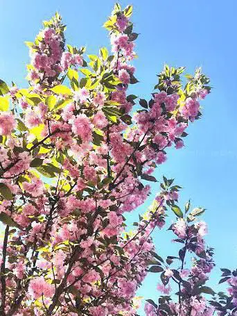 Photo de Parc Cordier