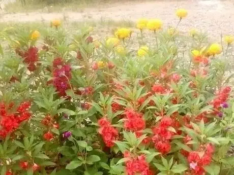 Photo de Al Ghonaim Child Garden