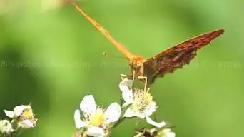 Photo de Aquitaine Observatory of Wildlife