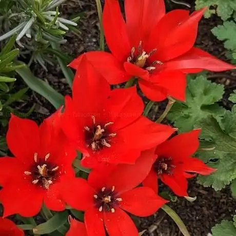 Photo de Gerichtslinde am Tengener Eck