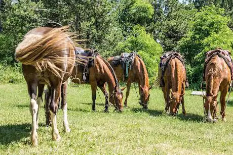 Photo de Konji na Bregu/Horses on Breg