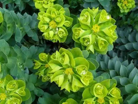 Photo de Gartengestaltung Dornhecker