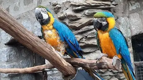 Photo de Vogelburg