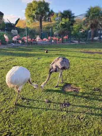 Photo de flamingo farm