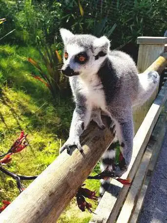 Photo de Welsh Mountain Zoo