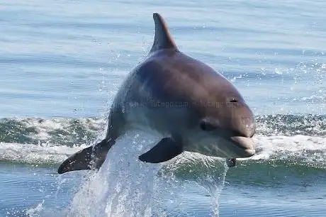 Photo de Dolphin Discovery